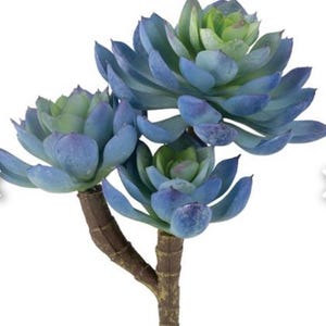 May include: Artificial succulent plant with blue-green leaves and a brown stem. The succulent has multiple flower-like heads with layered petals. The leaves have a gradient of colours, from light green to blue.