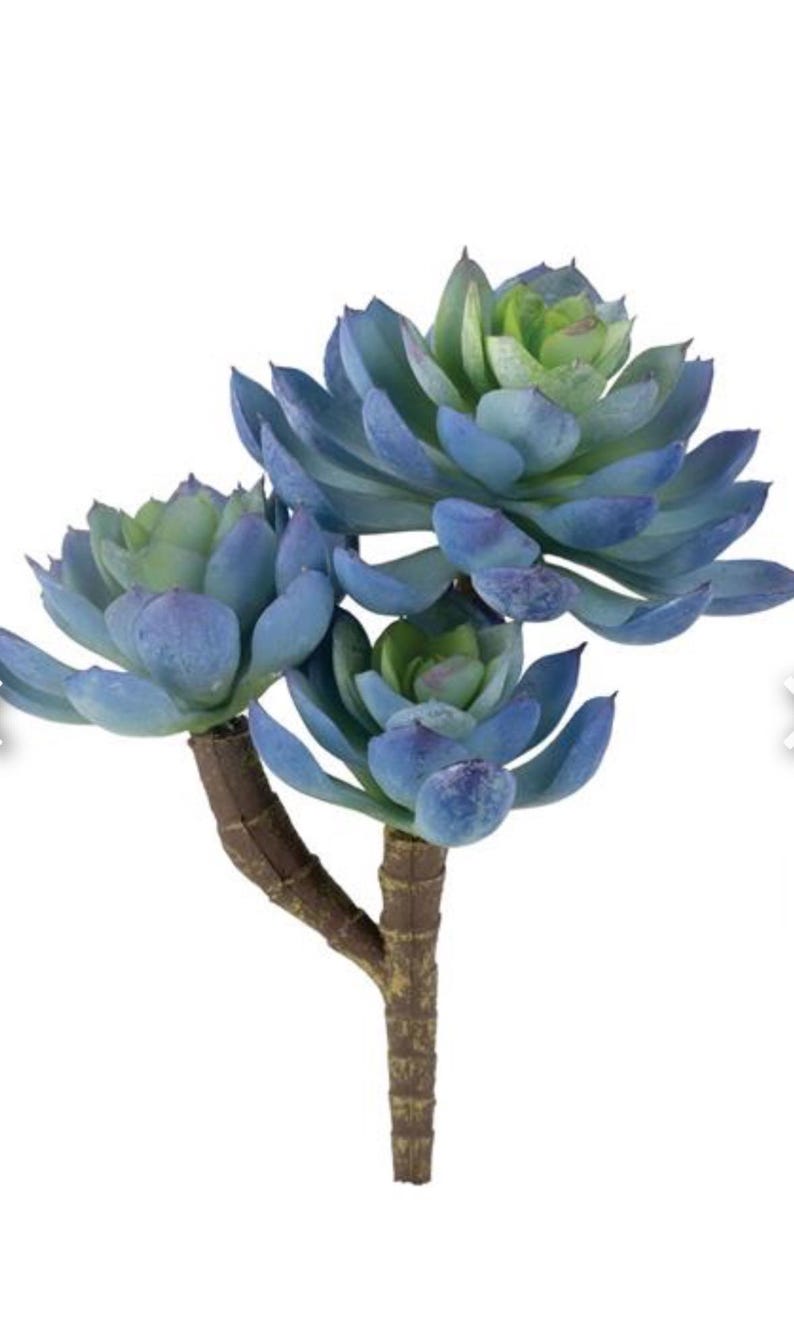 May include: Artificial succulent plant with blue-green leaves and a brown stem. The succulent has multiple flower-like heads with layered petals. The leaves have a gradient of colours, from light green to blue.