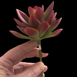 Succulent Stems - Etsy