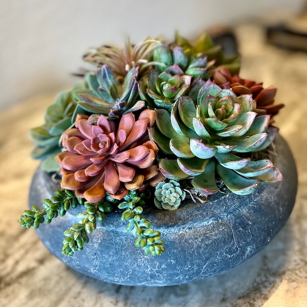 Succulent Centerpiece Etsy