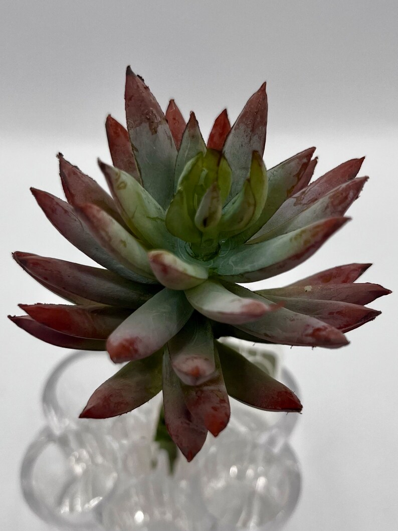 Artificial Mini Agave Stem Spiky Succulent Red Green 6 Etsy