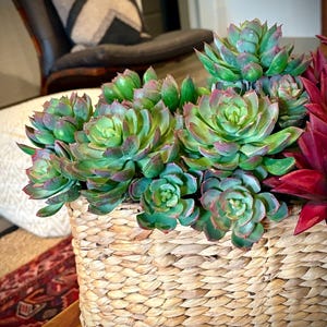May include: A woven basket filled with green and red succulents. The basket is made of natural materials and has a rustic look.