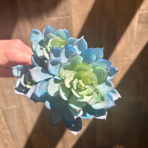 May include: A close-up of a succulent plant with blue-green leaves. The leaves are arranged in a rosette shape. The plant is held in a hand, with a wooden background. The plant has a waxy texture.