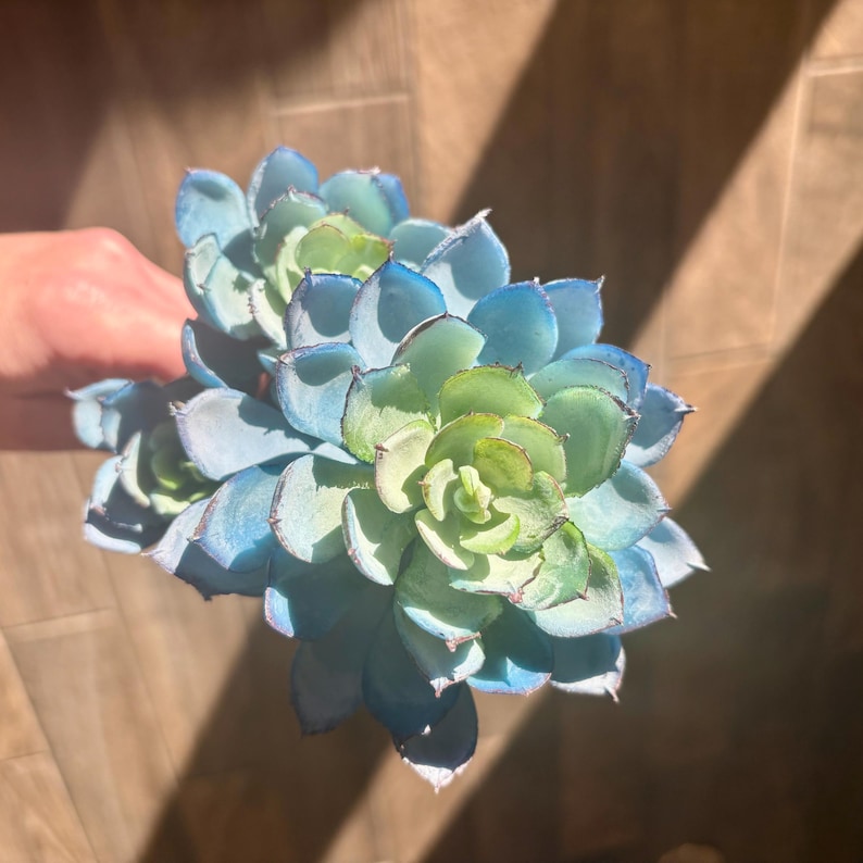 May include: A close-up of a succulent plant with blue-green leaves. The leaves are arranged in a rosette shape. The plant is held in a hand, with a wooden background. The plant has a waxy texture.