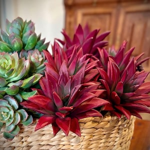 cute succulents Surprise Cactus & Succulent Variety Pack main image 0