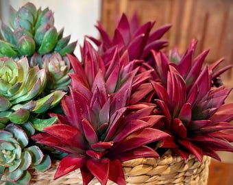 Artificial Agave Succulent Faux Aloe Burgundy Color