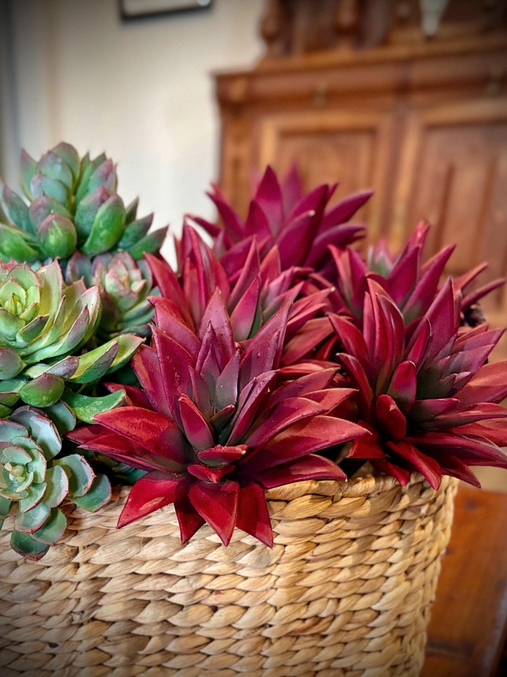Artificial Outdoor Succulents - Etsy