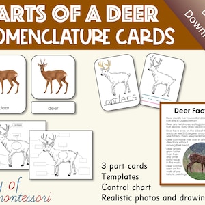Parts of a Deer Montessori Nomenclature Cards