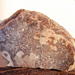 Large fossil stone with bryozoans | bryozoan flint | fossil collector's item