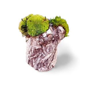 Hohler Birkenstamm zum Bepflanzen - mit Moos - Blumentopf, Naturdeko aus echter Birke