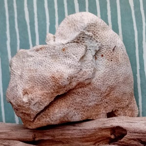 Fossil septen coral (Silurian) | Palaeocyclidae or Porpites | Silurian fossil | Drift collector