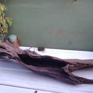 Bog oak for planting, natural piece of bog oak with preserved bark and deep black wood