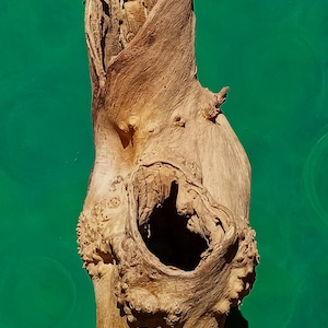 Pflanzskulptur aus Totholz | Holunderstamm mit Pflanzöffnungen | Naturkunstwerk für Naturgarten | Nachhaltiges Pflanzgefäß