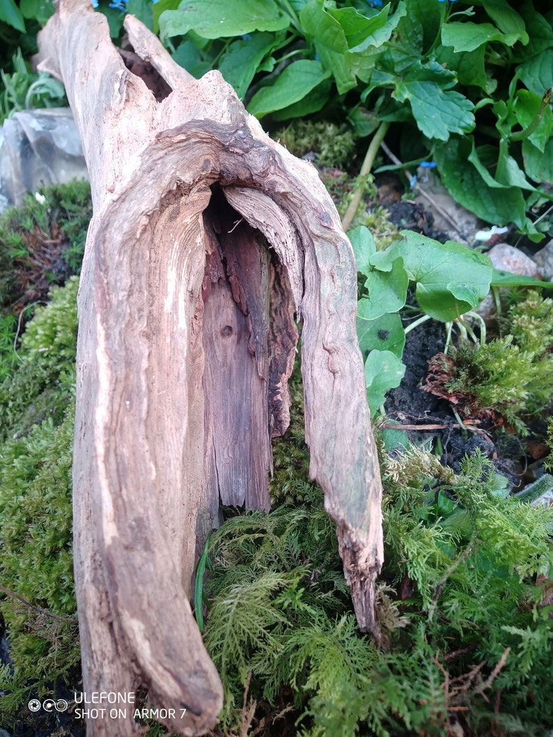 Treibholz Röhre ausgehöhlter Baum zum Bepflanzen Etsy.de