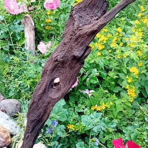 Archaic bog oak with branch fork and knothole – thousands of years old, 70cm high – natural climbing aid, climbing aid or garden sculpture