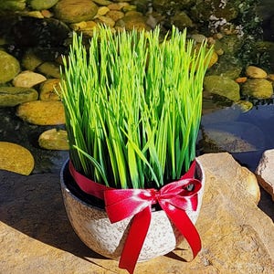 Haftseen Item, Sabzeh, a traditional Green Artificial Grass for decorating the haftseen Arrangement,