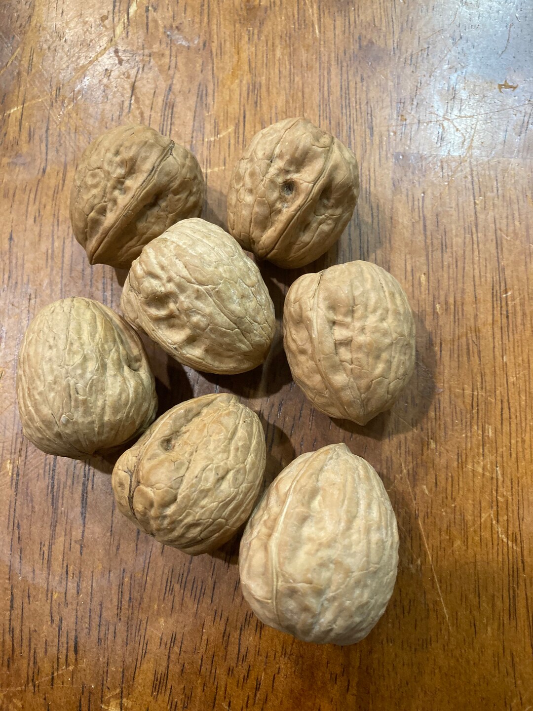 Walnuts/peanuts for Hamsters Hamster Treats Hamster Etsy