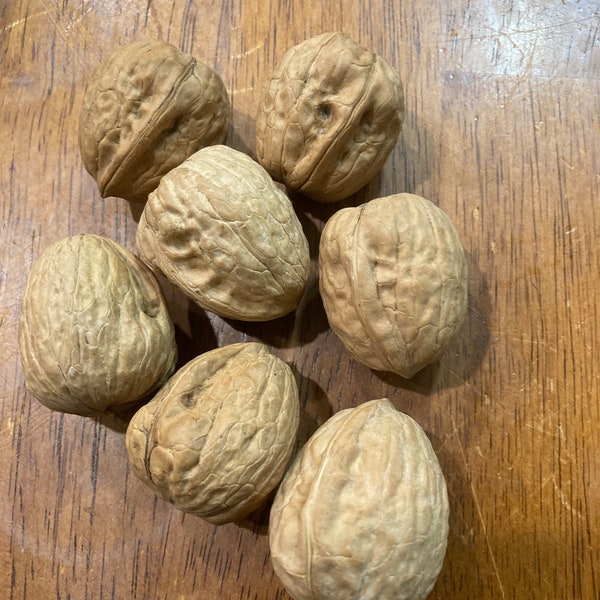 Walnuts/Peanuts for hamsters - hamster treats - hamster