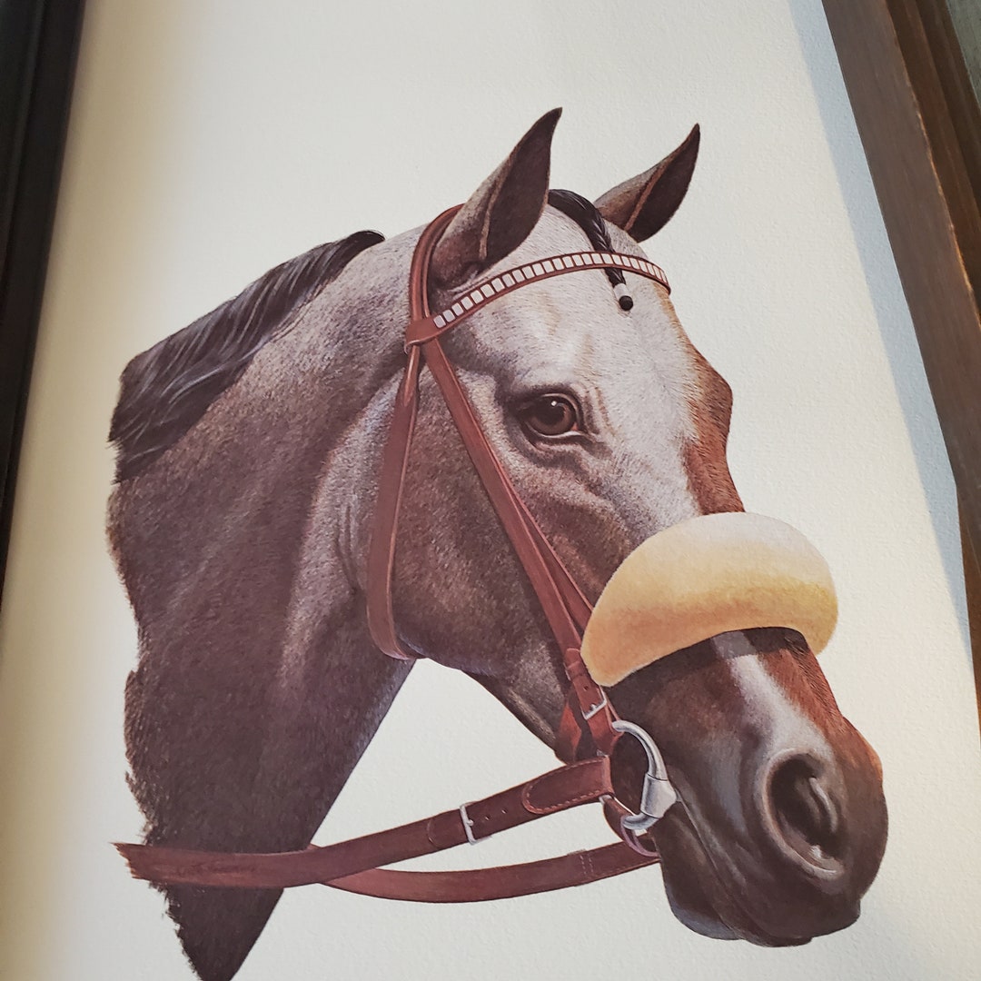 Gato Del Sol the 108th Winner of Kentucky Derby May 1st 1982 Etsy