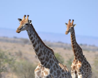 Giraffe Pair