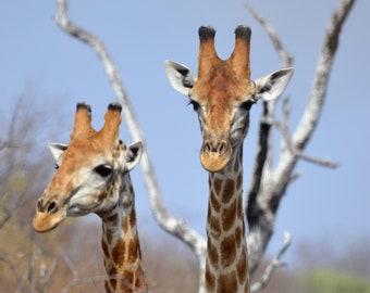 Giraffe Pair