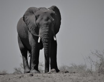 Elephant Kruger Male