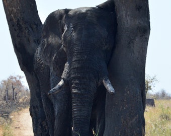 Kruger Elephant