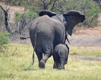 Baby Elephant and mom