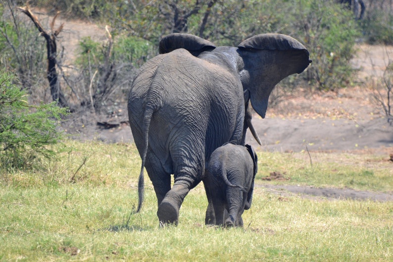 Baby Elephant and mom image 1