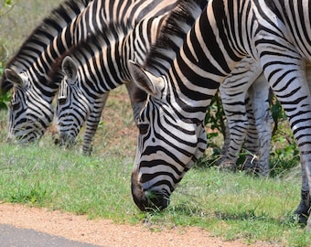 Zebra - Burchells Zebra
