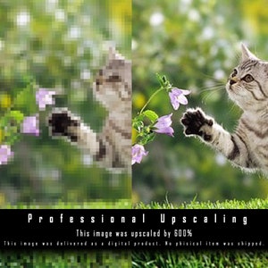 May include: A close-up of two cats, one on each side of the image, reaching for purple flowers. The cat on the left is a tabby cat, and the cat on the right is a grey tabby cat. The background is a blurred image of green grass and flowers.