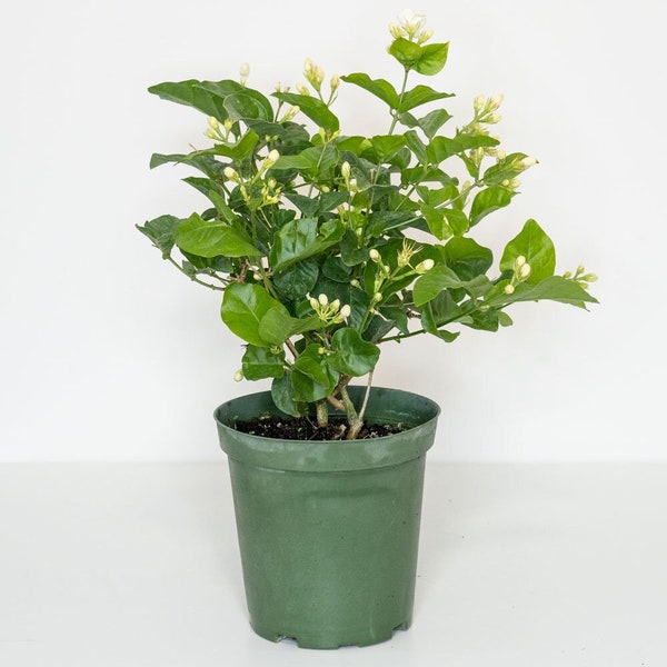 Flowering plant Jasmine Sambac bush in 6" (15 cm) nursery pot