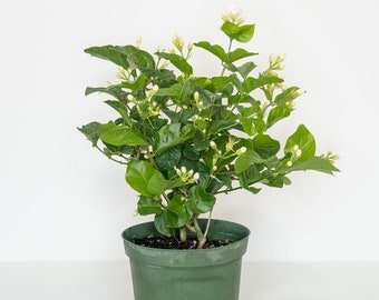 Plante à fleurs Jasmin Sambac en pot de 6 po. (15 cm)