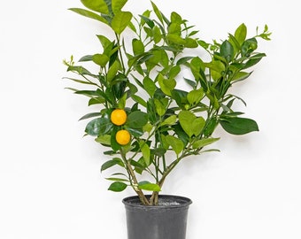 Citrus tree Calamondin (Calamansi) plant in 6" (15 cm) nursery pot