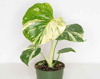 Rare plant Variegated Monstera Thai Constellation in 6 inch nursery pot