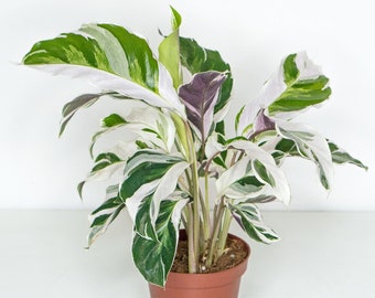 Rare variegated plant Calathea White Fusion in 4" (10 cm) nursery pot