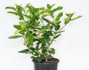 Citrus tree Lemon in 8" (20 cm) nursery pot