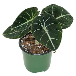 Alocasia Black Velvet in 4 inch nursery pot