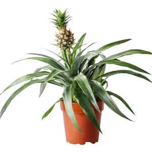 Live fruit plant Pineapple in 6" (15 cm) nursery pot