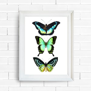 Digital Print Wall Decor Vintage Butterflies Moths Blue Green Cottagecore Fairycore Witchcore Dark Academia Minimalist Goth Printable Art