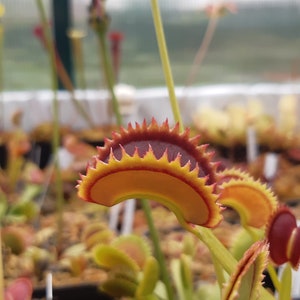 Dionaea muscipula cultivars immagine 5