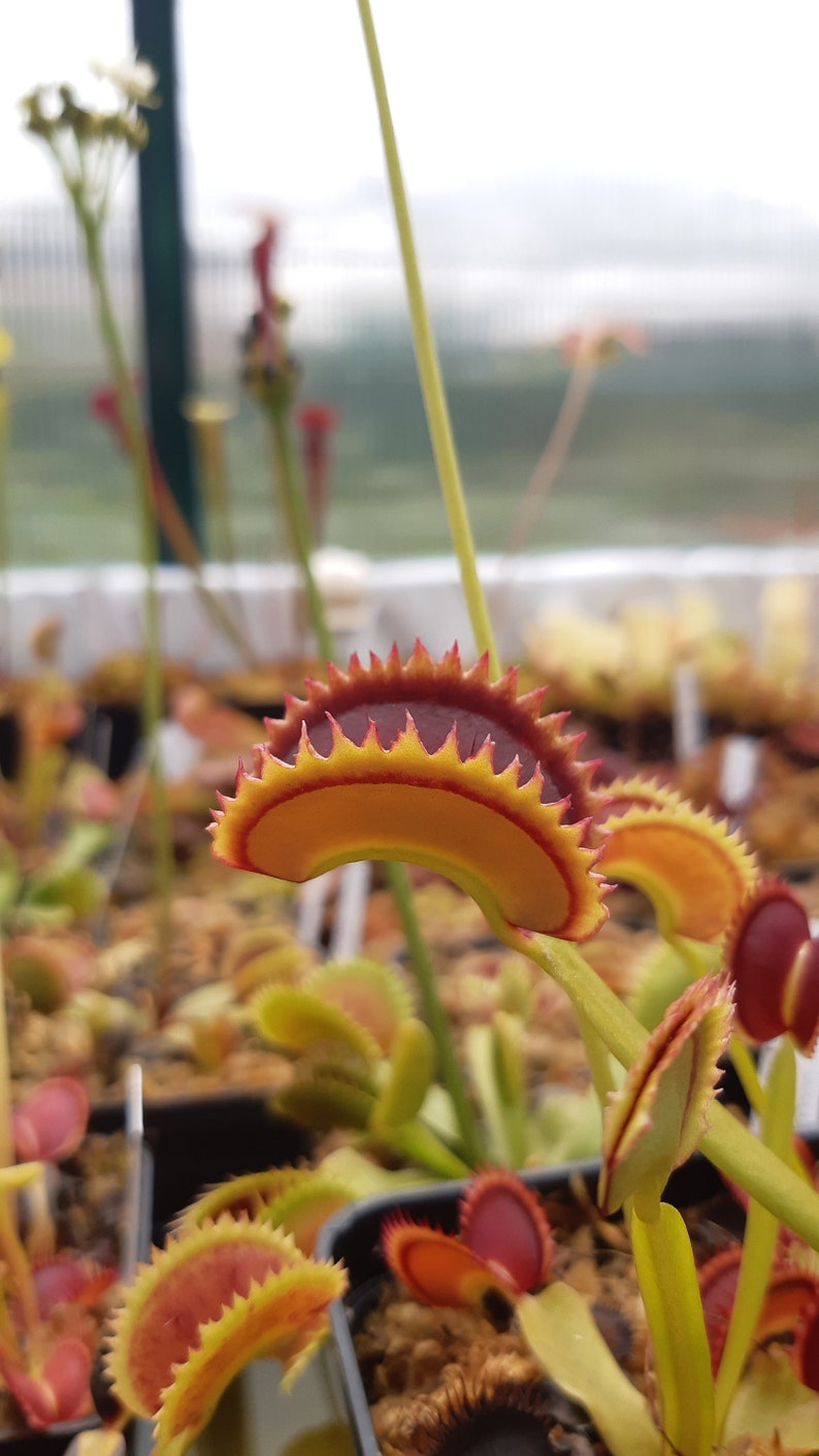 Dionaea muscipula cultivars immagine 5