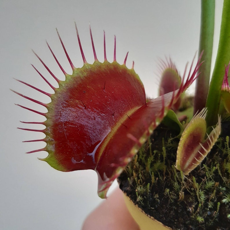 Dionaea muscipula cultivars immagine 3