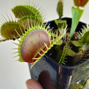 Dionaea muscipula cultivars immagine 7