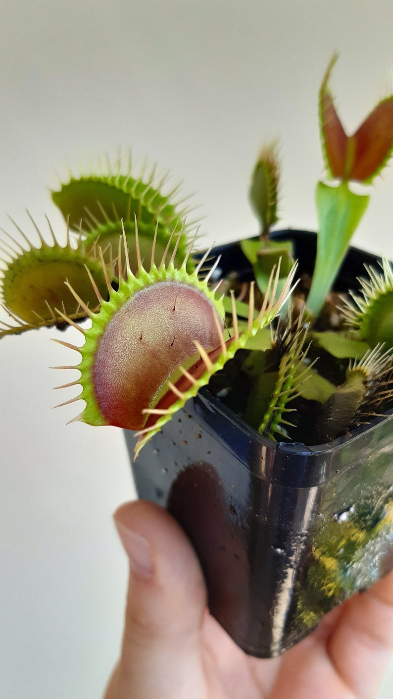 Dionaea muscipula cultivars immagine 7