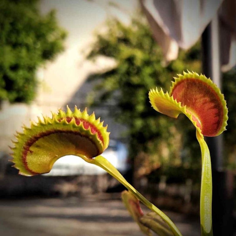 Dionaea muscipula cultivars immagine 8