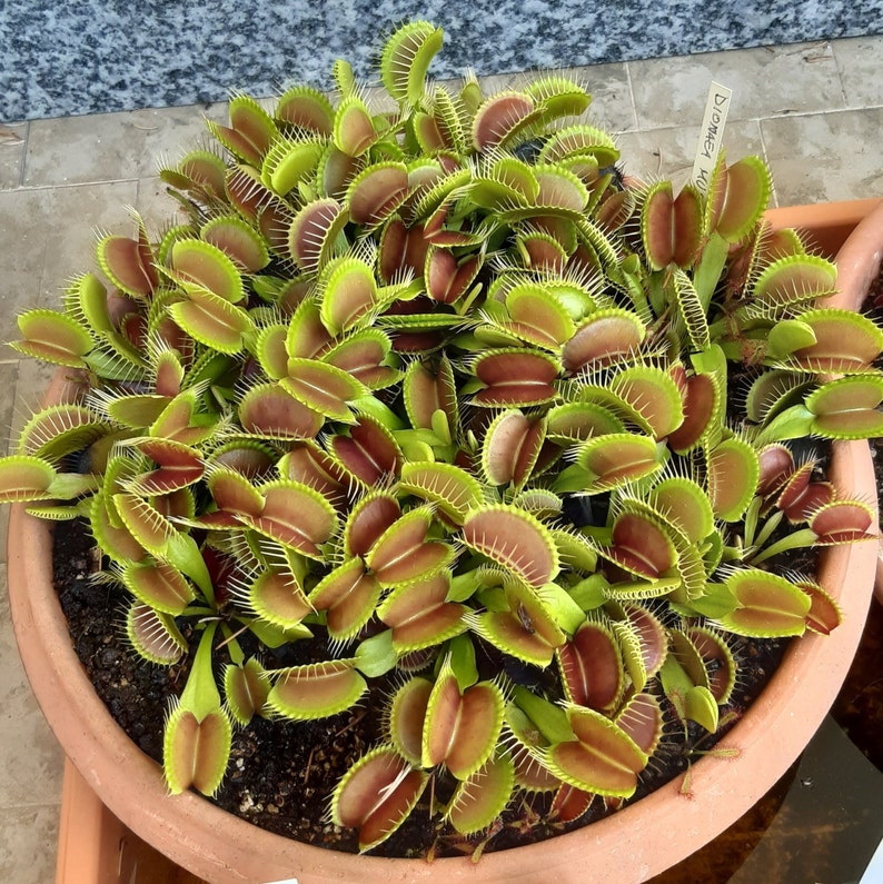 Dionaea muscipula cultivars immagine 1