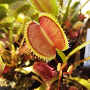 Dionaea muscipula cultivars immagine 6