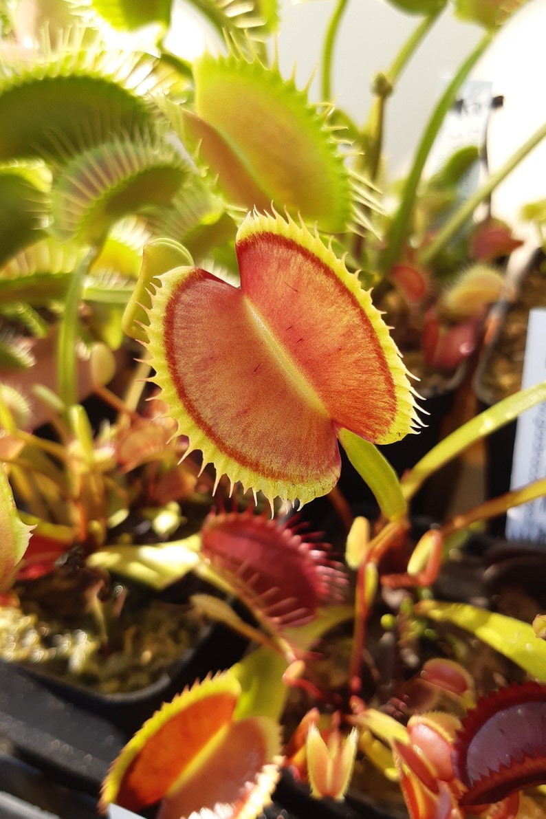 Dionaea muscipula cultivars immagine 6