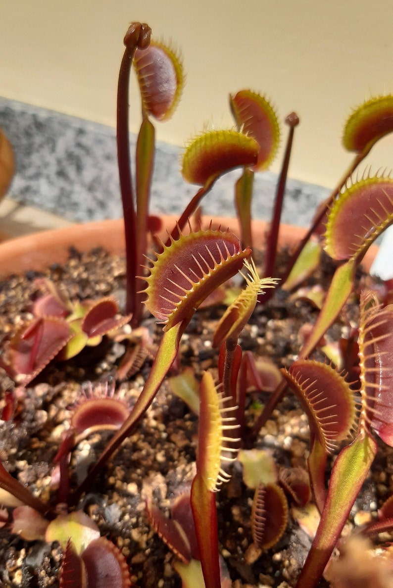 Dionaea muscipula cultivars immagine 2